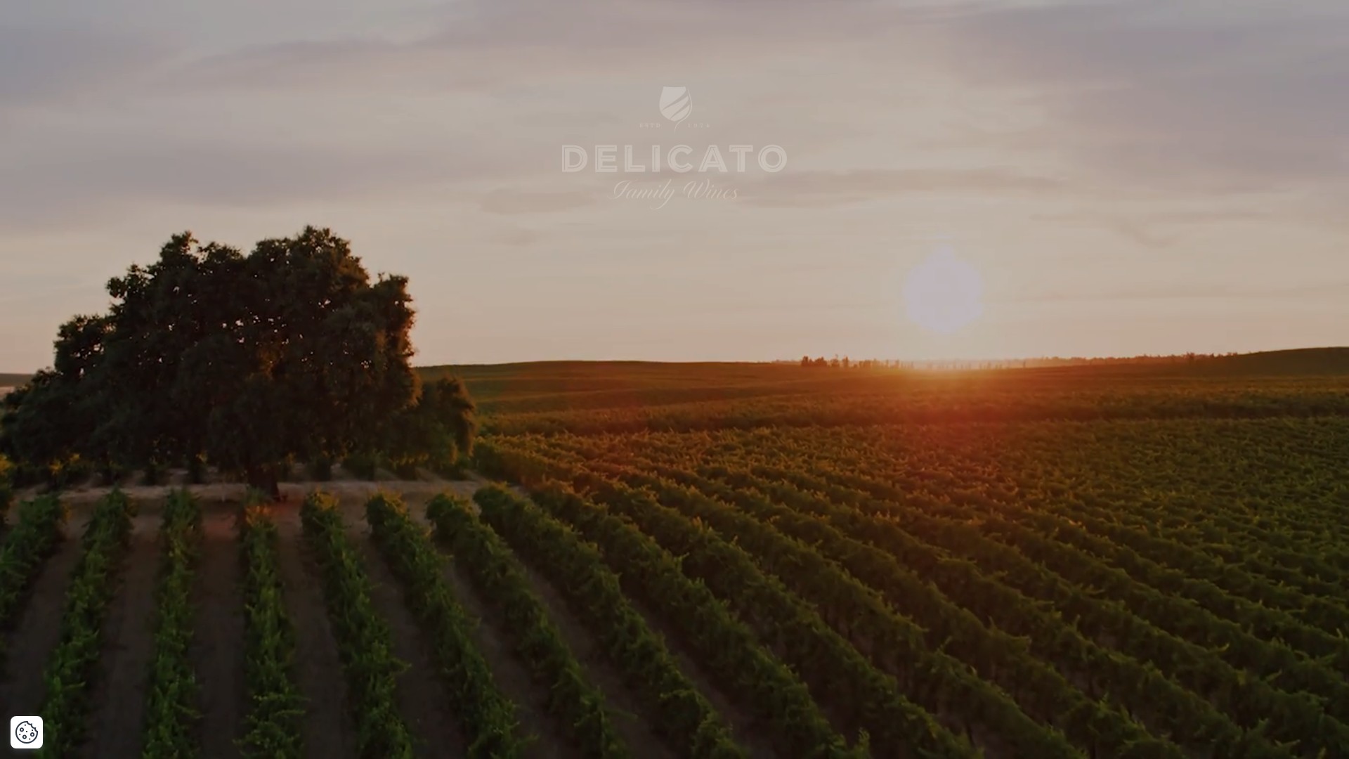 Screenshot of delicato.com