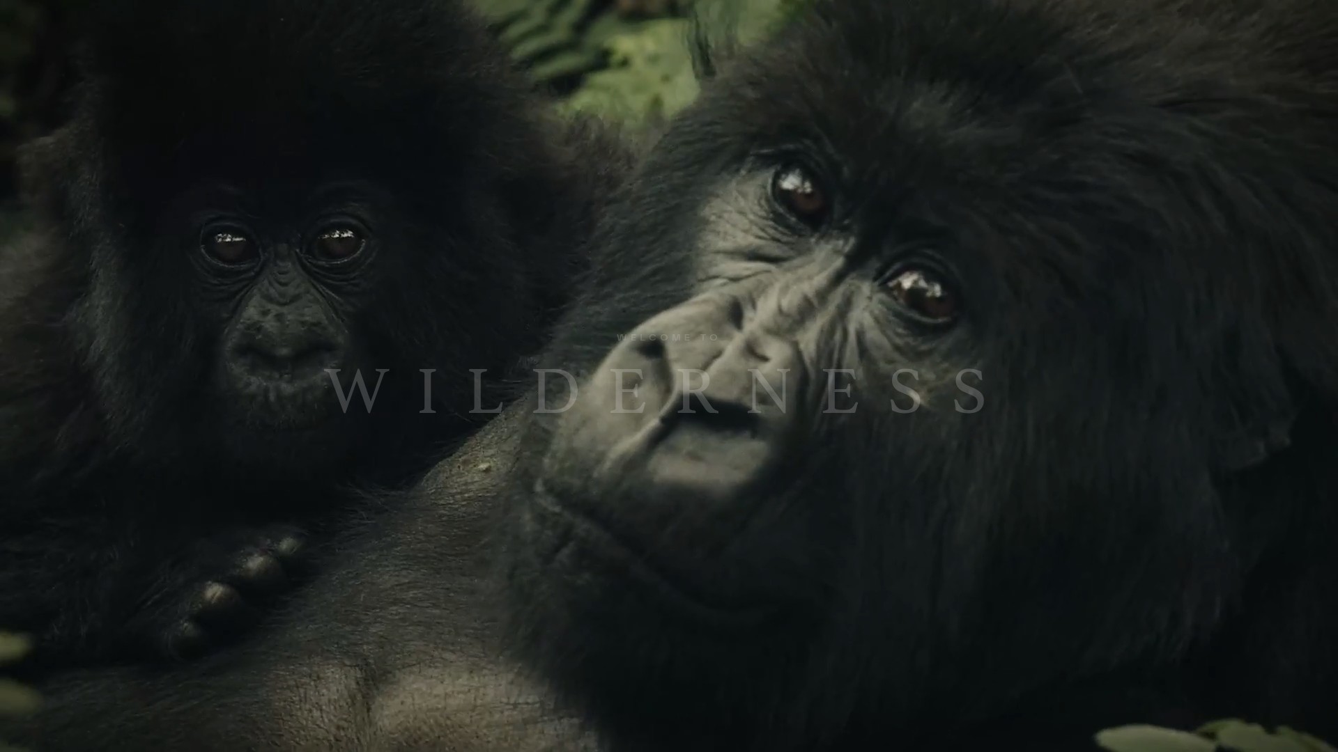 Screenshot of wildernessdestinations.com