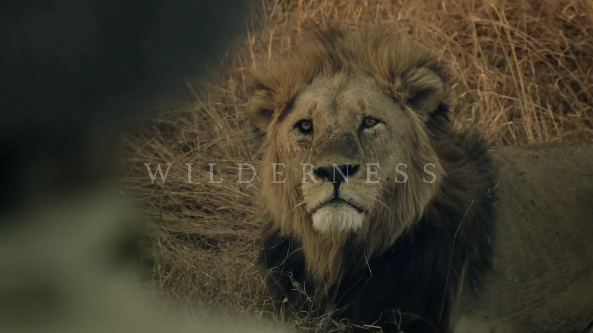 Screenshot of www.wildernessdestinations.com